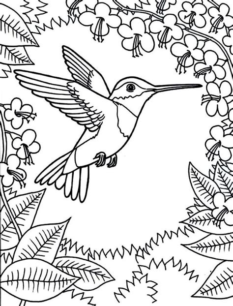 hummingbird coloring pages coloringrocks bird coloring pages
