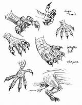 Dragon Claws Claw Drawing Feet Draw Sketch Anime Anatomy Dragons Drawings Bird Tattoo Sketches Monster Animal Studies Animals sketch template