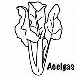 Acelga Acelgas sketch template