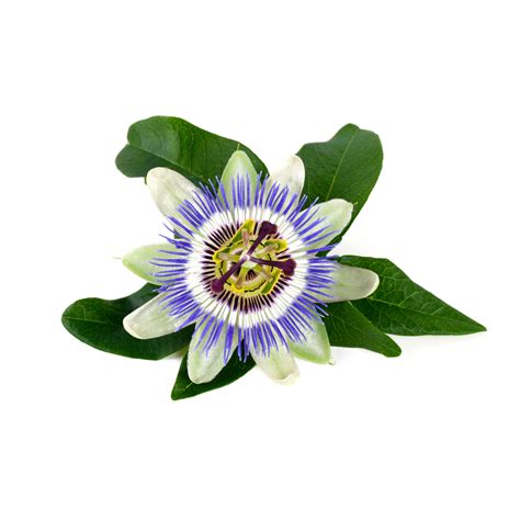 Passionflower Passiflora Incarnata — Uses Benefits And Safety