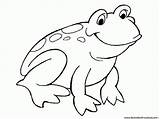 Jumping Rana Ranas Frogs Everfreecoloring Coloringhome Clipartmag sketch template