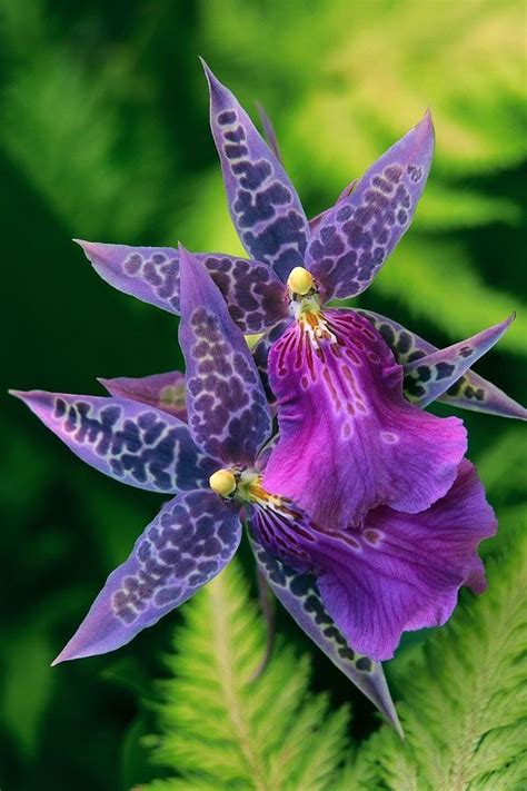 Flowersgardenlove Purple Orchid Fairie Beautiful Gorgeous