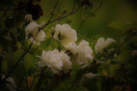 Fresh Roses To Cure Photograph By Cozma Mihaela