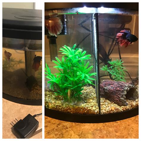 got a couple bettas from my brother who got them for his