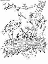 Stork Family Coloring Animals Kids Adult Pages sketch template