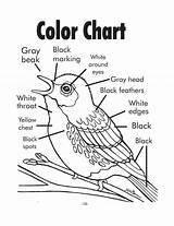 Coloring Pages Instructions Kirtland Warbler 39s Getcolorings Getdrawings sketch template