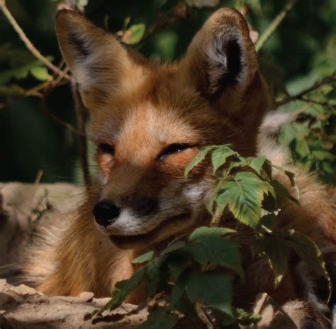 viral video what the fox actually sounds like live science