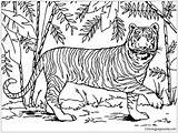 Coloring Tiger Siberian Getcolorings Pages sketch template
