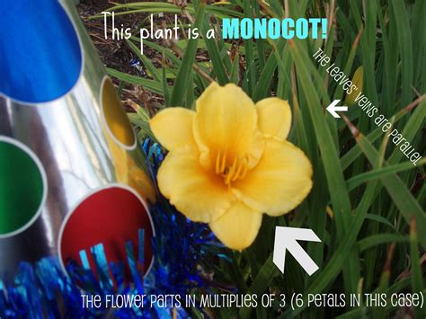 monocot plant  flower leaf monocots  flowering pl flickr