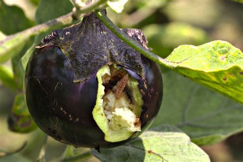 Gmo Eggplant Crop Expands In Bangladesh Cornell Chronicle
