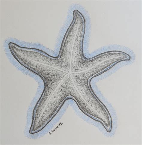dibujo de estrella de mar dibujado  mano dibujos animados estrellas