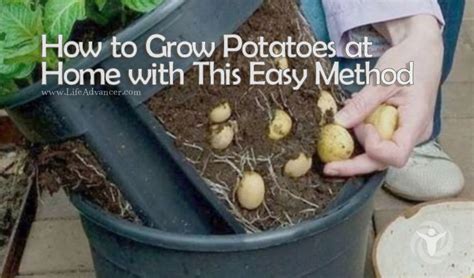 grow potatoes  home   easy method