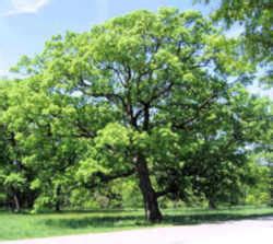 connecticut state tree white oak quercus alba