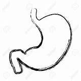 Stomach Drawing Human Organ Anatomy Internal Getdrawings Digestive System sketch template