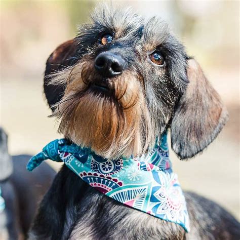 dog neckerchief bright prints  redhound  dogs notonthehighstreetcom