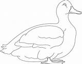 Duck Kidoti sketch template