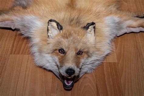 Siberian Red Fox Taxidermy Rug Mount With Head Mounted Pelt Fur