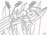 Ant Maur Fargelegge Animal Fargelegging Supercoloring Ants Kategorier sketch template