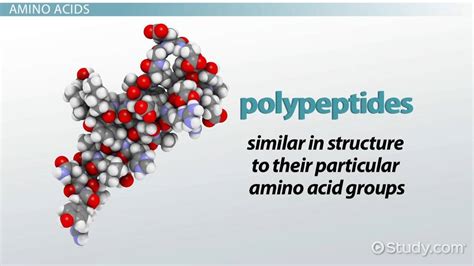 polypeptide structure formation examples video lesson transcript