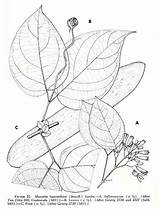 Botany Vine sketch template