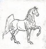 Saddlebred sketch template