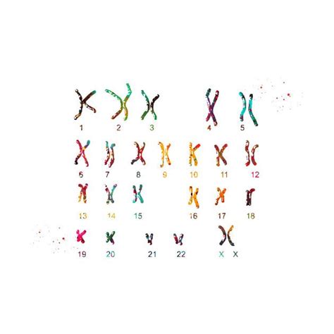 check out this awesome female chromosome idiogram design