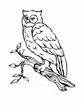 Owl Coloring Pages Bird Birds Printable Outline Book Print sketch template
