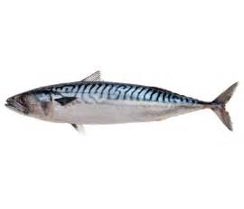 chapmans seafood company blue mackerel
