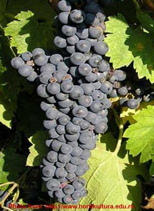 probus  wine grape varieties grapes varietal wine