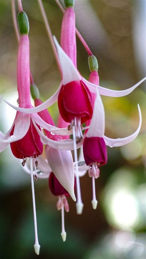 1073 best all things fuschia images on pinterest princesses