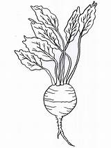 Turnip Coloring Pages Printable Vegetables Print Vegetable Drawing Getdrawings Color Recommended sketch template