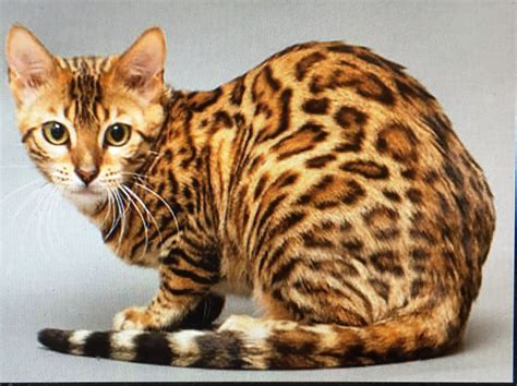 pin  gee trix  everyday cat asian leopard cat types  cats breeds bengal cat
