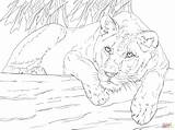 Lioness Coloring Pages Lying Lion Printable Supercoloring Colouring Drawing Animals Main Lions Kids Drawings Sheets Skip sketch template