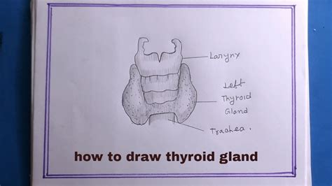 draw thyroid glandthyroid gland diagramthyroid glandhow
