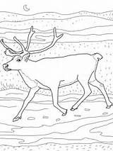 Caribou Coloring Pages Printable Reindeer Supercoloring Color Same Kids Arctic Och Version Click Cartoons Choose Board Categories Printables Online Kunst sketch template