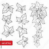 Ivy Outline Leaf Vector Vine Background Set Ornate Hedera Isolated Botanical Illustrations Climbing Evergreen Contour Perennial Coloring Plant Book Style sketch template