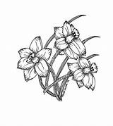 Drawing Daffodils Daffodil Tattoo Flower Narcissus Clipart Tattoos Family Outline Clip Flowers Designs Ver Getdrawings Drawings Sketch Three Library Draw sketch template