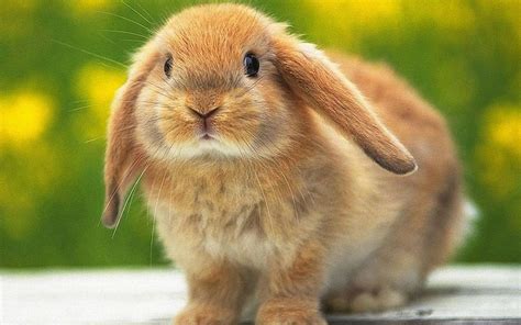 rabbit lovely  cute animal animals lover
