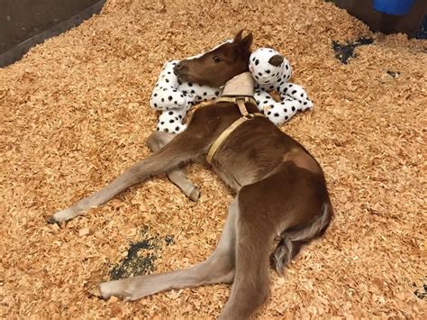 baby horse rescued  ravine    raised   hours