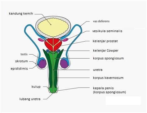 sistem reproduksi pria bagian fungsi organ  hormon reproduksi