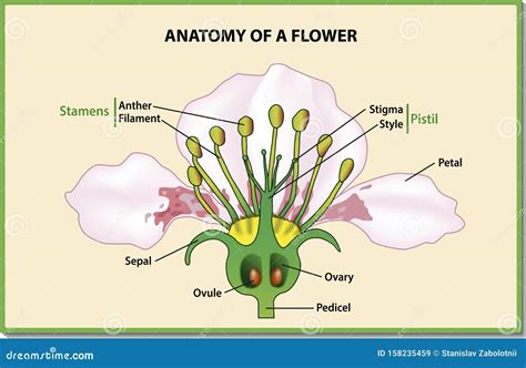 anatomy   flower flower parts detailed diagram  cross section   study botany