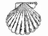 Seashell Scallop sketch template