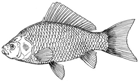fish drawing google search gravures pinterest poisson gravure