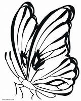 Butterfly Schmetterling Cool2bkids Kostenlose Clipartmag sketch template