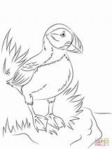 Puffin Seabird Perroquet Papageientaucher Ausmalbild Supercoloring Papageitaucher Pigeon Designlooter Macareux sketch template