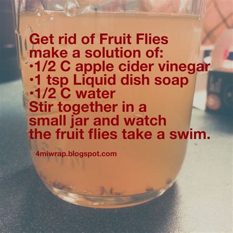 rid   pesky fruit fliesgnats   easy solution