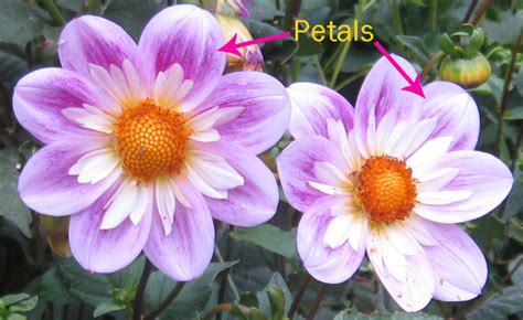 sepals  petals whats  difference gardeningleave