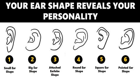 ear shape personality test  ears reveal  true personality traits