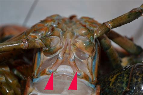 lobster sex hidden dorm sex