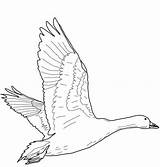 Goose Flying Snow Coloring Geese Pages Oie Vole Qui Coloriage Printable Template Sketch Des Neiges Version sketch template